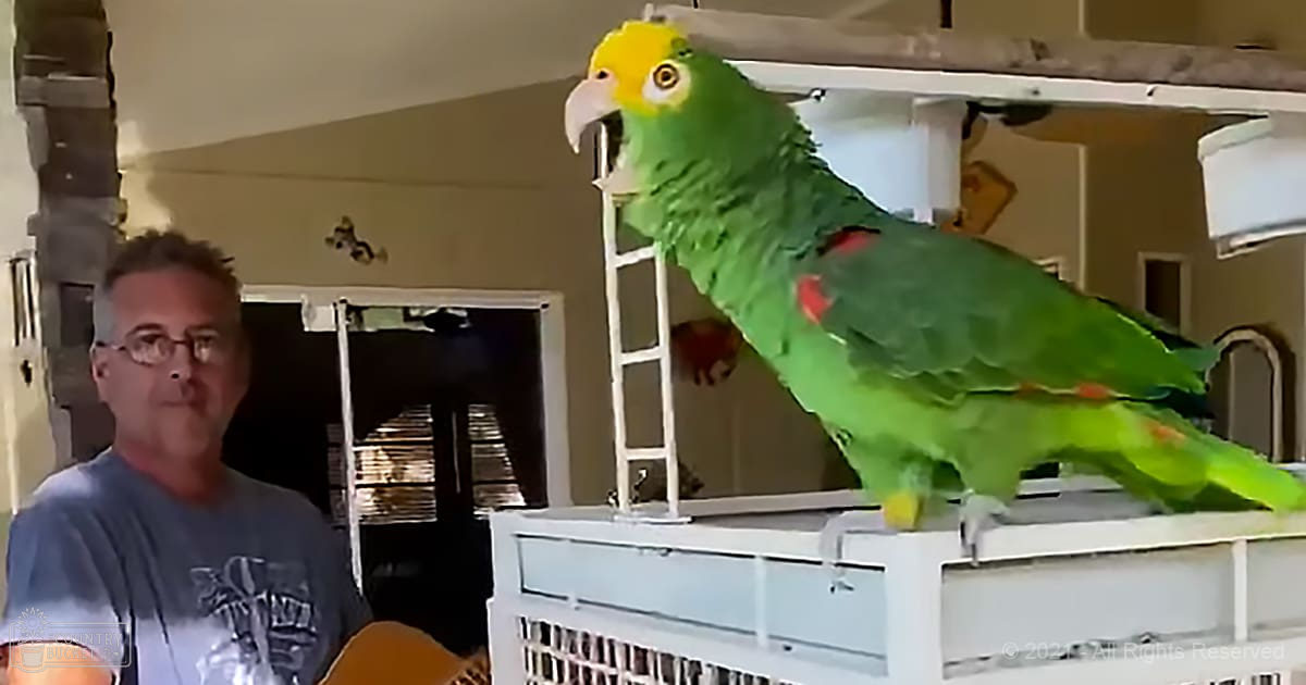 A Yellow-headed Amazon parrot in a home setting with beige walls, natural light, and a white birdcage visible in the background.