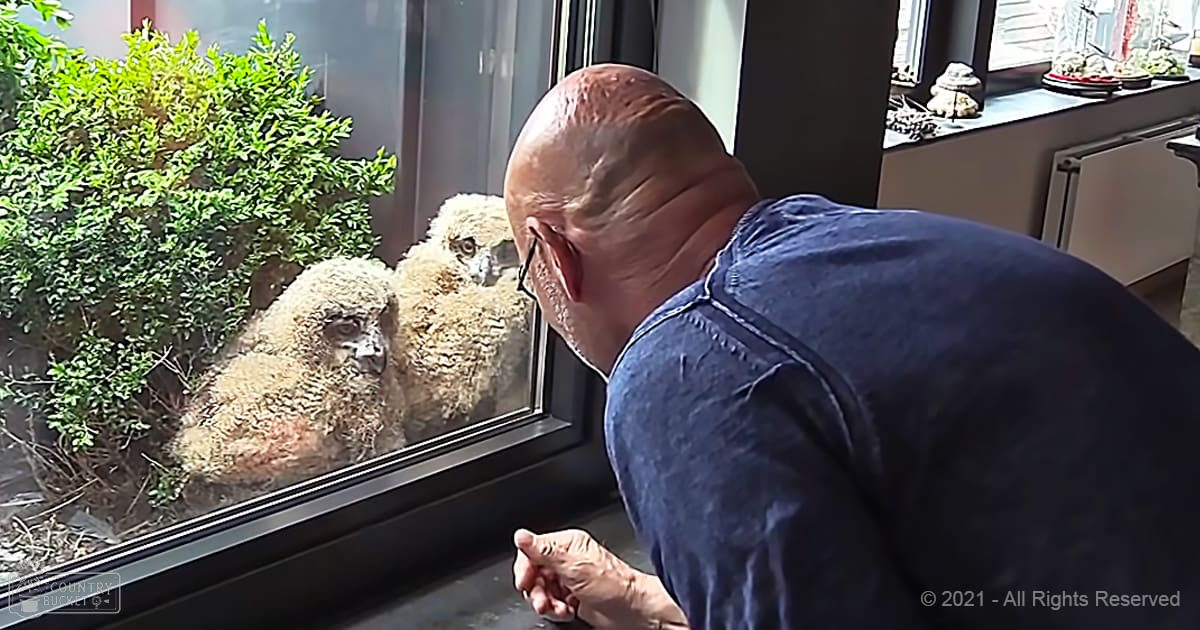 Adult male in a denim shirt interacts with two juvenile barn owls through an indoor window, surrounded by greenery and natural light.