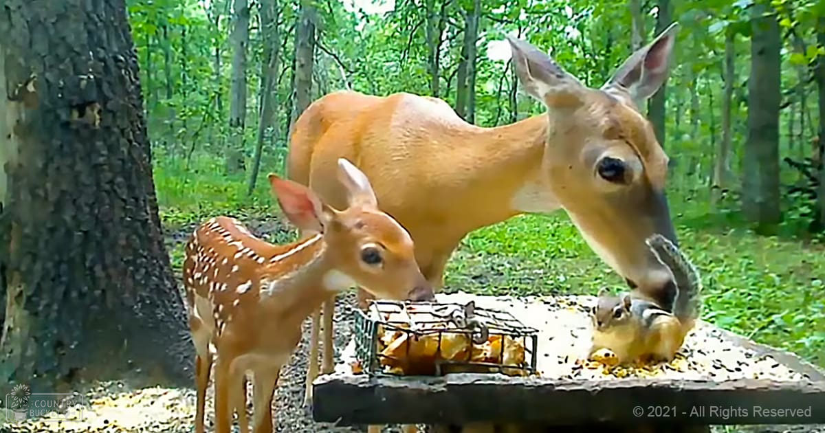 A young deer with white spots stands near an adult deer among chipmunks under a metal grid in a forest setting during daytime.