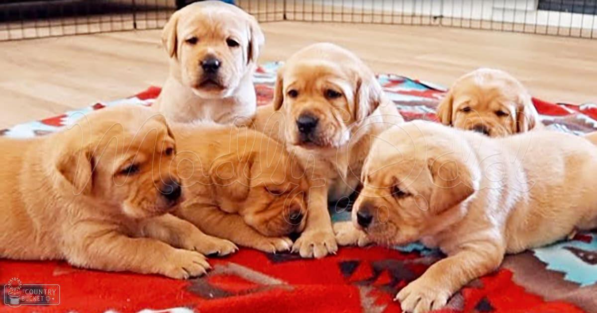 Golden retriever puppies resting on a red patterned blanket indoors, with neutral lighting.