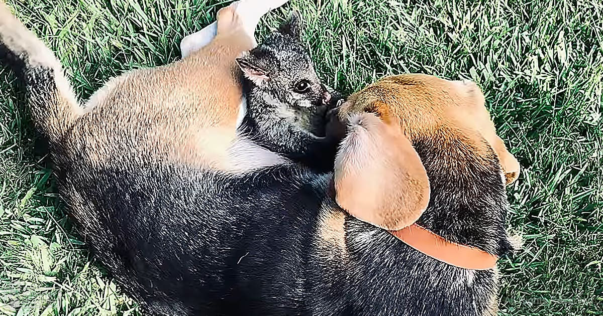 Adult Beagle with brown and black fur resting on grass alongside a tabby cat with gray and white fur, outdoors in natural daylight during spring or summer.