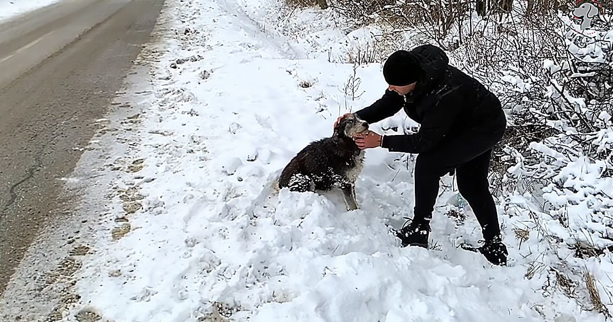 An adult male in a black hooded jacket and dark pants interacting with a dog on a snowy roadside during winter, with bare bushes and trees in the background.