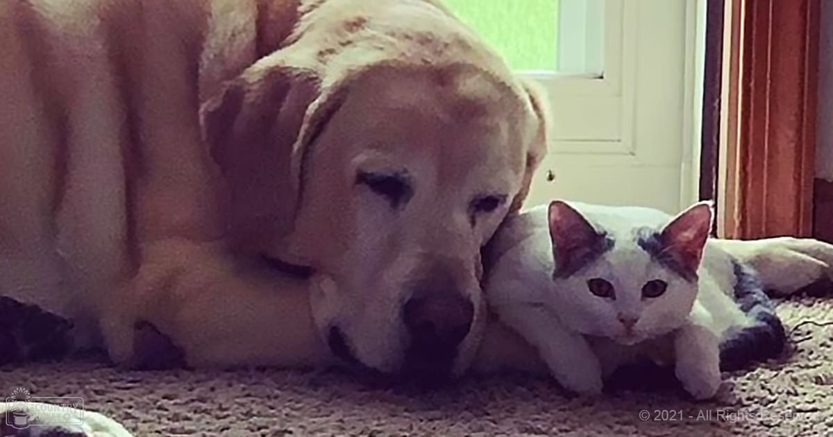 A light brown Labrador Retriever puppy and a white cat with black markings indoors, likely daytime setting.