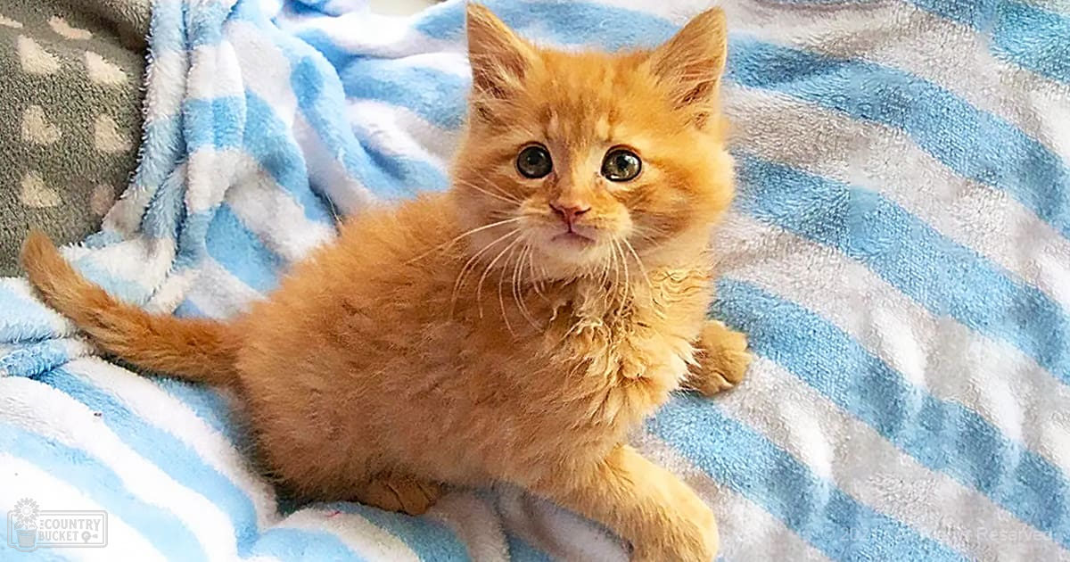 An orange tabby kitten rests on a blue and white striped blanket indoors with soft lighting.