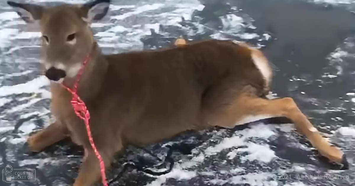 A light brown dog with a red collar stands outdoors on snowy ground under diffused natural light.