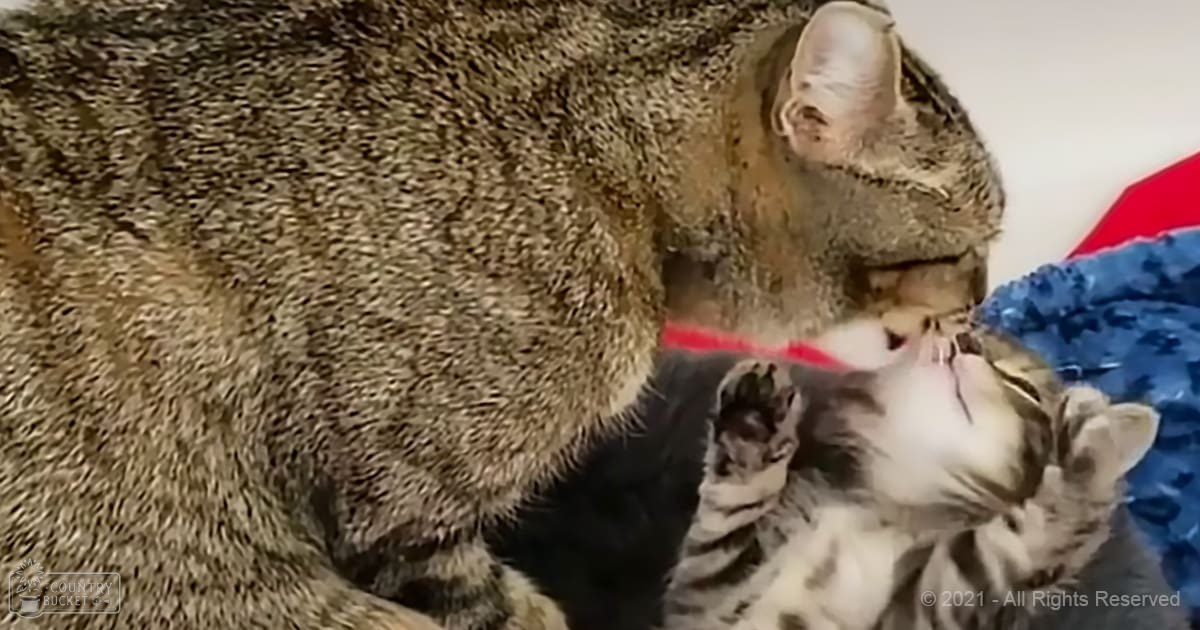 A tabby cat with white markings and two kittens, one light gray and white and the other dark brown, indoors. No specific season or time of day is discernible from this indoor scene.