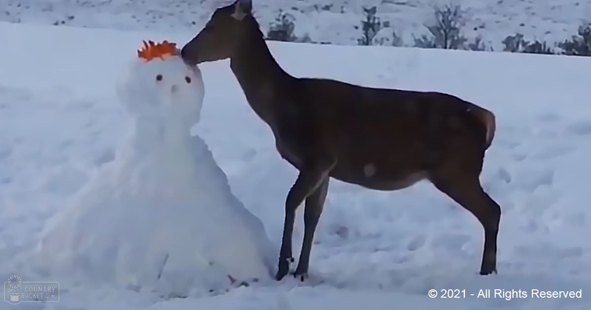 A deer with dark brown fur and white markings in a snowy landscape at winter's late afternoon or early evening.