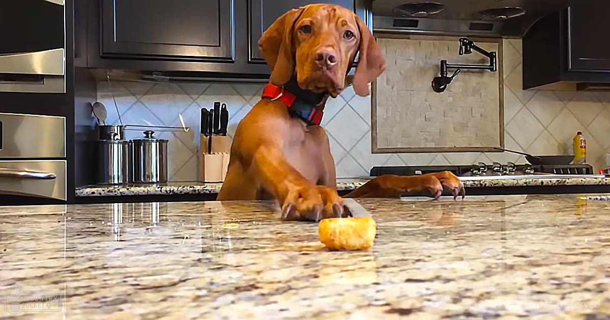 A young adult reddish-brown Vizsla puppy with floppy ears stands on a granite countertop in a kitchen with dark cabinets, stainless steel appliances, and a bottle of dish soap.