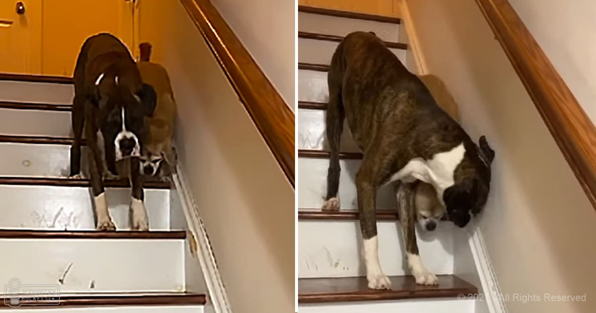 An adult boxer with brindle coat pattern and white chest and paw markings, photographed indoors near wooden stairs.