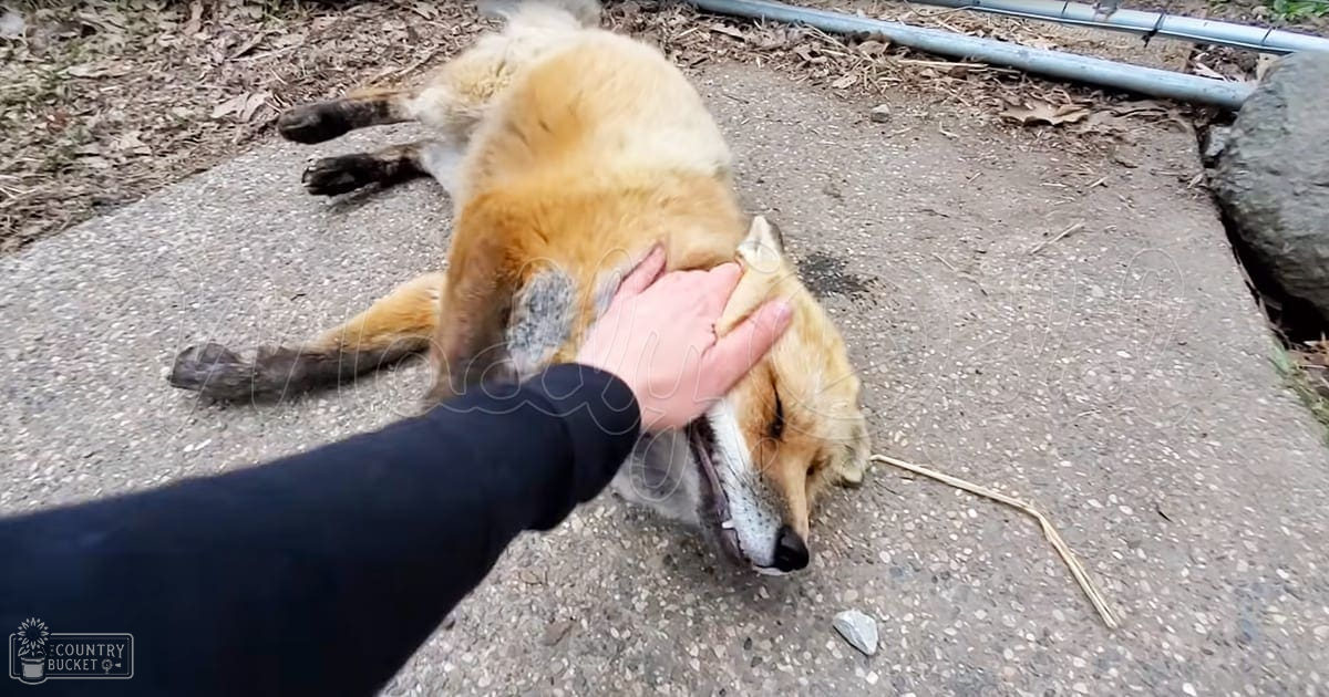A red fox with reddish-brown and white fur lies on a concrete surface, being petted by an adult female wearing a black sleeveless garment. The setting is an outdoor area with dry leaves and rocks in autumn or early spring daylight.
