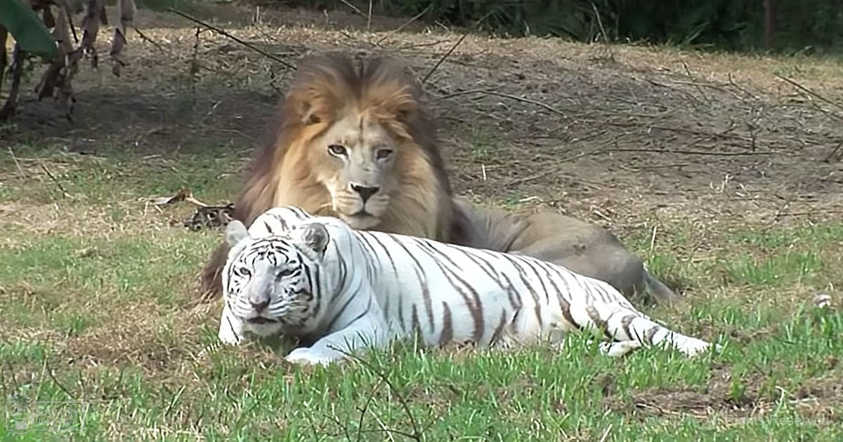 Adult male lion and adult female white tiger in an open grassy area with tree trunk and hanging leaves, suggesting late spring or summer daytime setting.