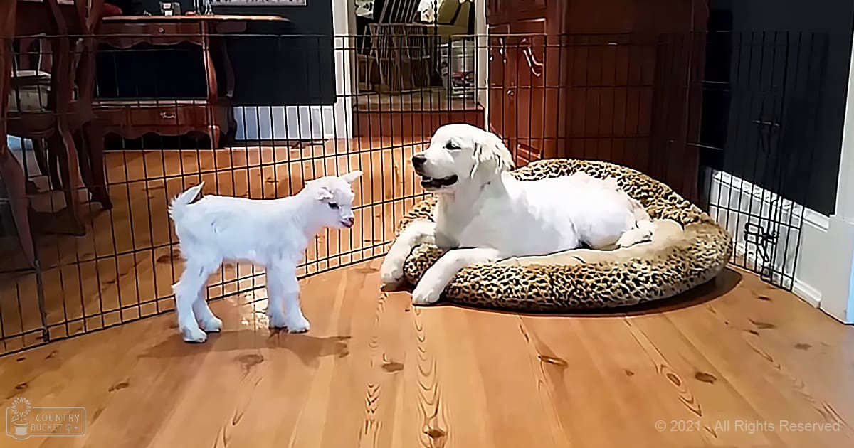 A white goat with short legs and a small body stands indoors in a home setting near a large white dog lying on a leopard-print bed, likely a golden retriever or similar breed.