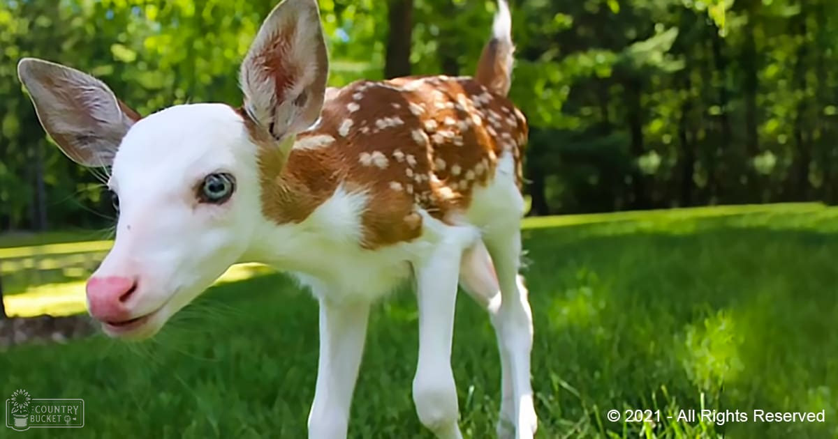 A juvenile fawn with white fur and brown spots stands on green grass in a natural outdoor setting under bright daylight.