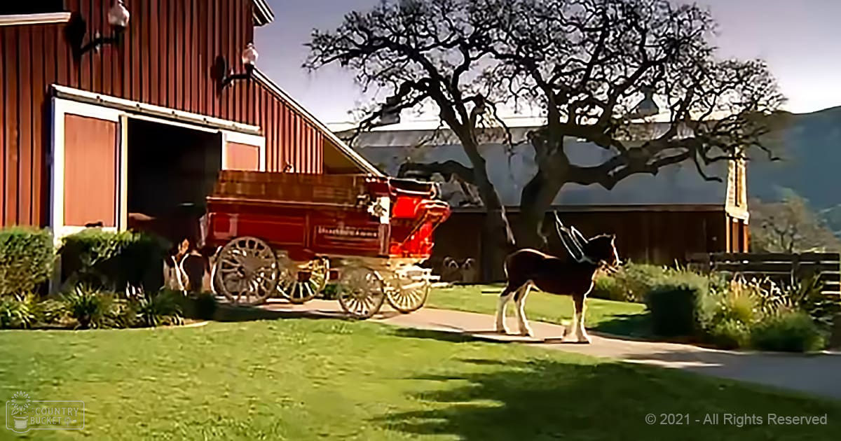 An adult horse-drawn carriage with red body and gold wheels, standing on a farm with a large barn and bare tree; greenery surrounds the area under a daytime sky in spring or summer.