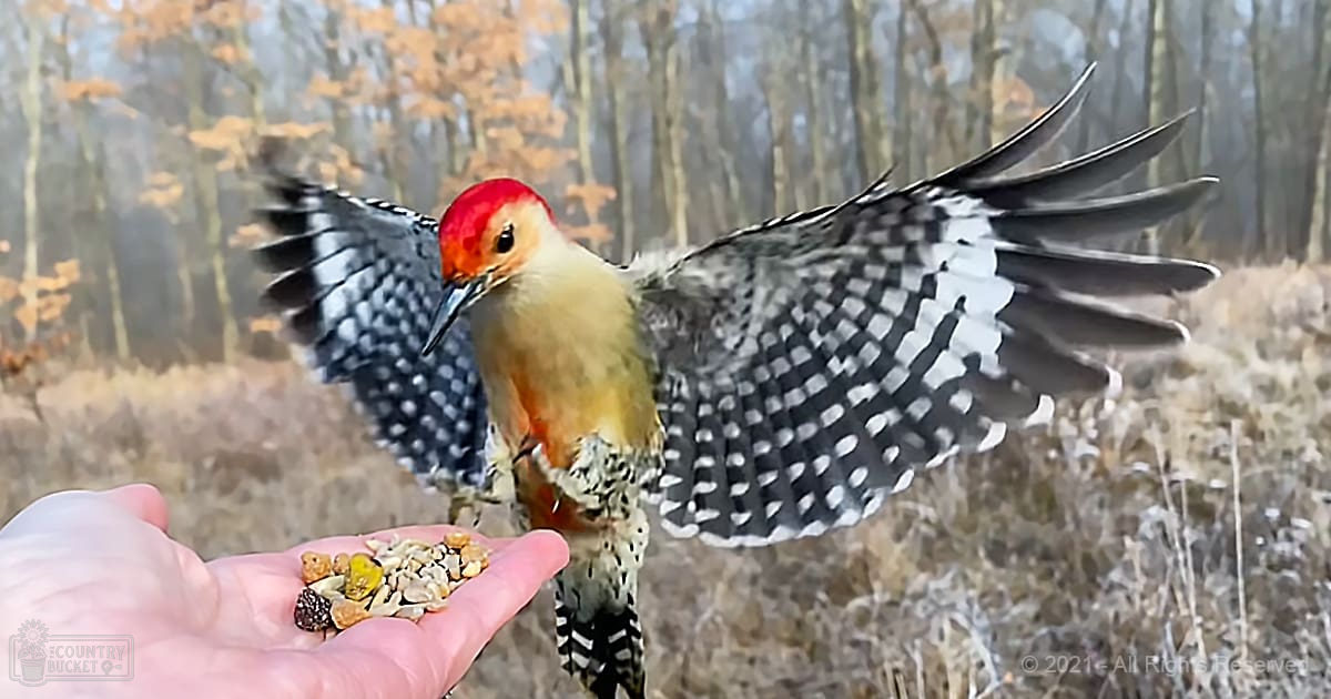 A Red-bellied Woodpecker with an adult female hand holding birdseed in a forested area during late autumn or winter, natural daylight illuminates muted brown and beige tones.