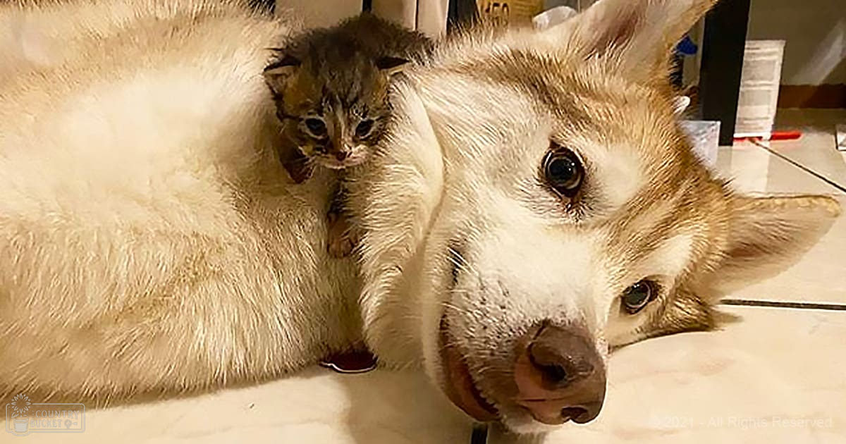A Pembroke Welsh Corgi or similar breed dog lies down with a young tabby kitten resting on its back, indoors with household items and tiled flooring.