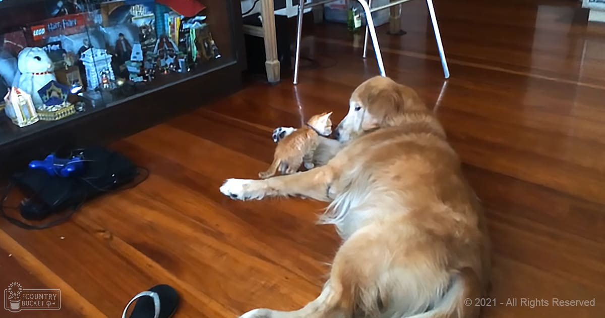 A golden retriever lying with a kitten on its back, surrounded by indoor living room decor and natural light.
