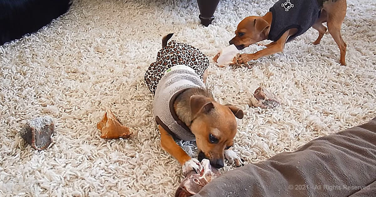 Two small brown dogs wearing sweaters and a shirt, eating bones indoors on a fluffy white carpet.