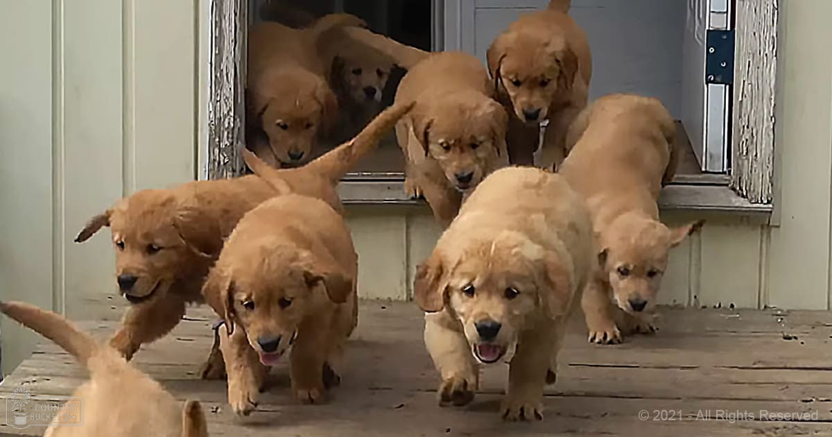 A group of golden retriever puppies near a window indoors.