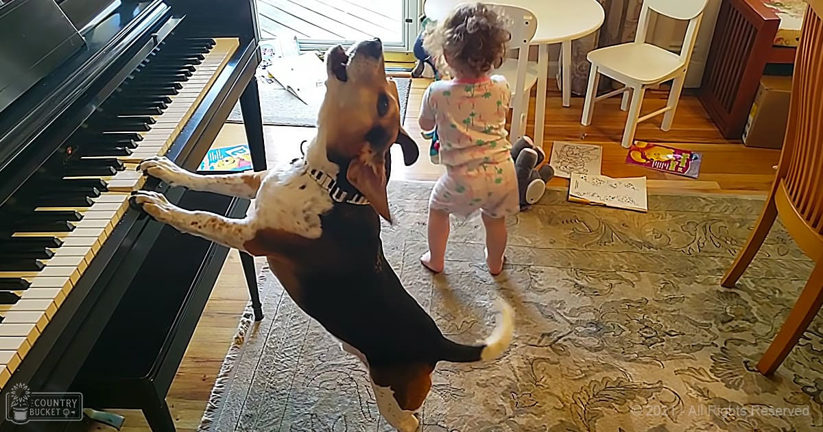 A Beagle mix dog wearing a black harness with white stripes plays piano in a well-lit home with hardwood floors and natural light from large windows, where a toddler in light-colored pajamas is also present.