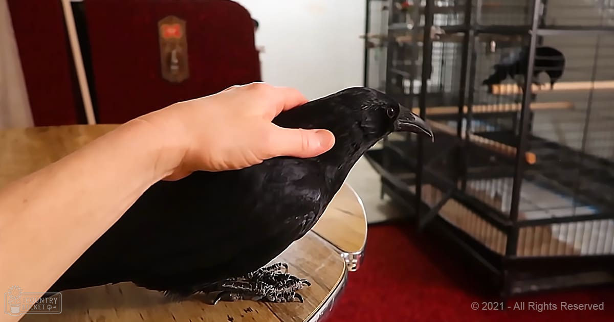 A black crow perched on a wooden surface in an indoor home setting with metal cages, red carpeted floor, and white wall visible.