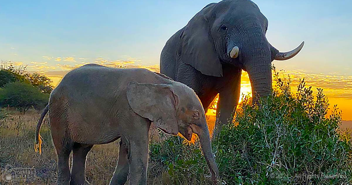 A baby elephant with its mother in a savanna under a clear sky at sunset, surrounded by dry grass and shrubs.