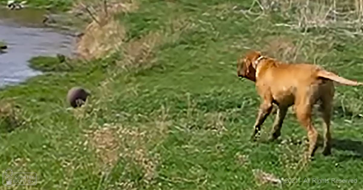 A reddish-brown Vizsla or similar medium-sized hunting dog with darker markings on legs and tail tip stands near a grassy area by a body of water in spring or summer with lush greenery and natural sunlight.