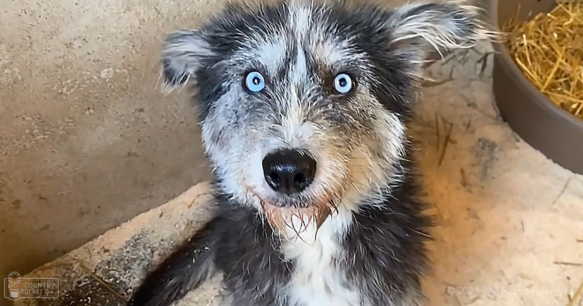 A close-up of an Australian Shepherd or similar breed puppy with striking blue eyes, black and white fur, and brown markings around its muzzle in a simple indoor setting with straw visible on one side.