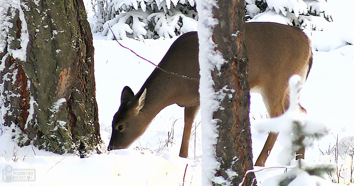 A deer with light brown coat and white markings in a snowy forest, winter season, daytime light.