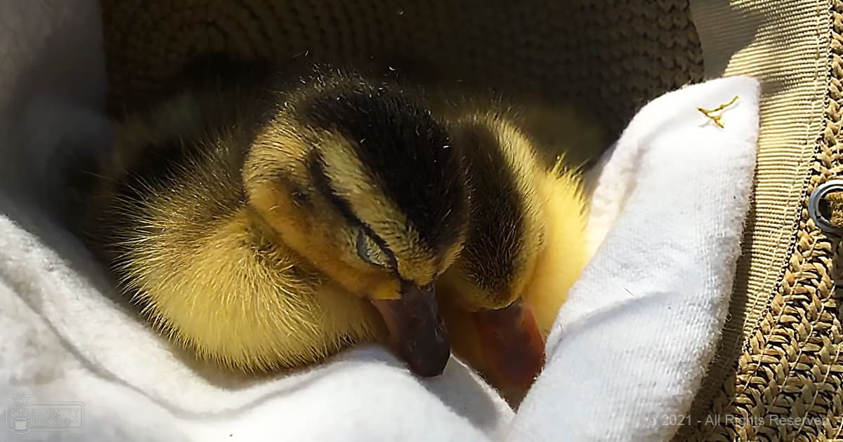 A baby duckling with yellow down feathers and dark markings around its eyes stands indoors near a partially visible straw hat.