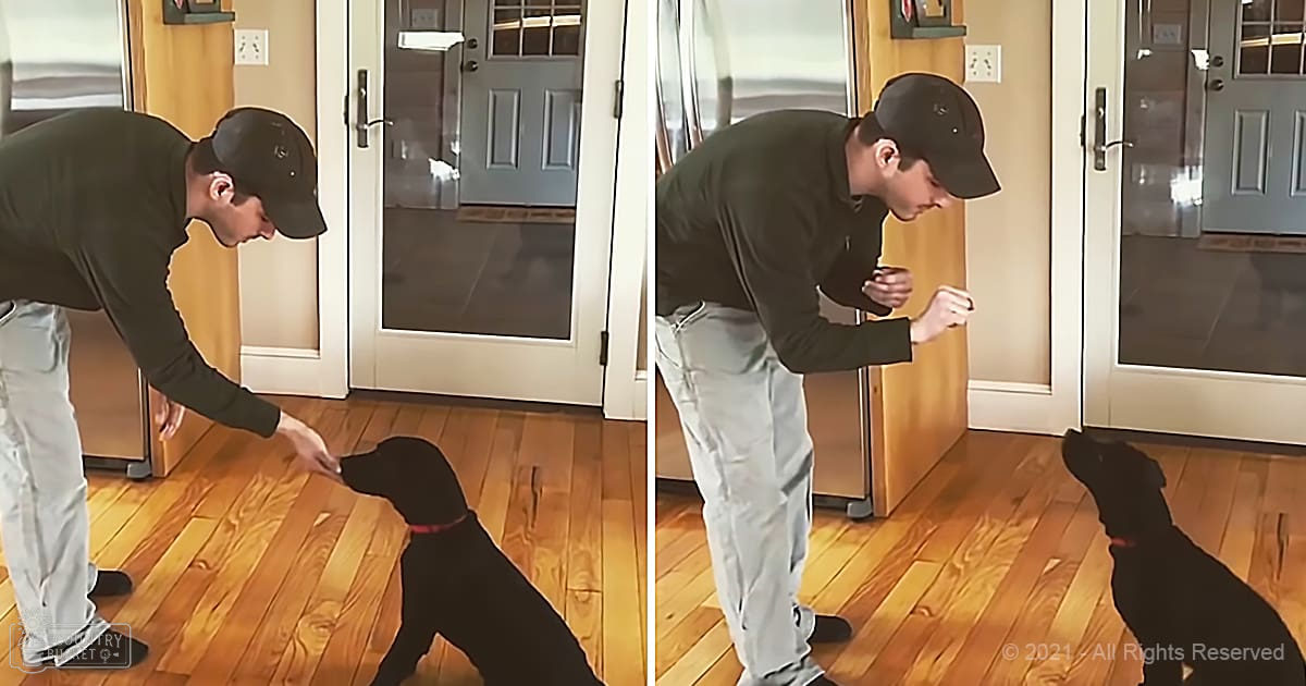 An adult male wearing a dark green long-sleeve shirt interacts with a black Labrador Retriever in an indoor home setting, bathed in natural light through the glass door.
