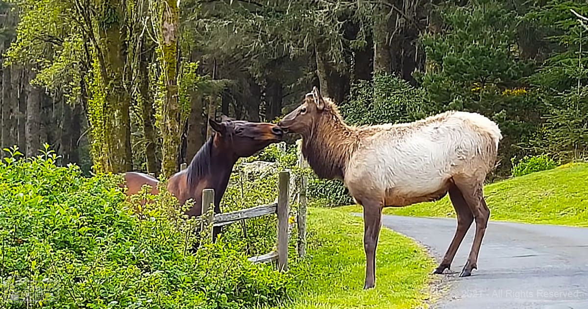 An adult elk stands on a forested roadside with greenery and a partially visible horse nearby.