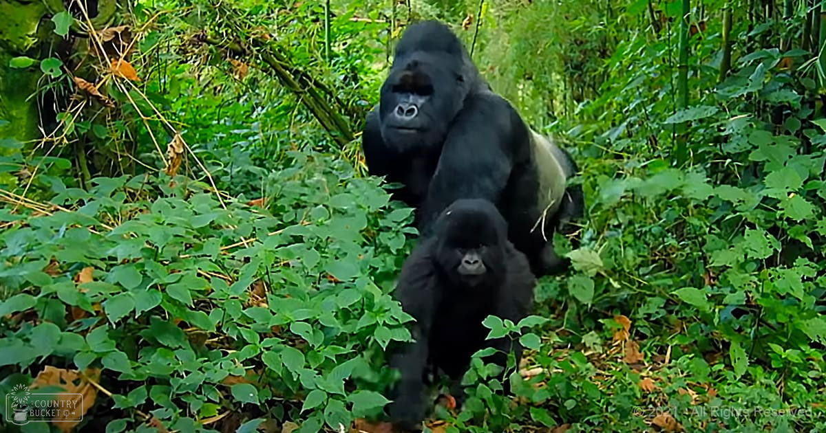 A family of two gorillas in a lush forest setting during what appears to be late spring or summer, with dense green foliage and light suggesting mid-morning or afternoon.