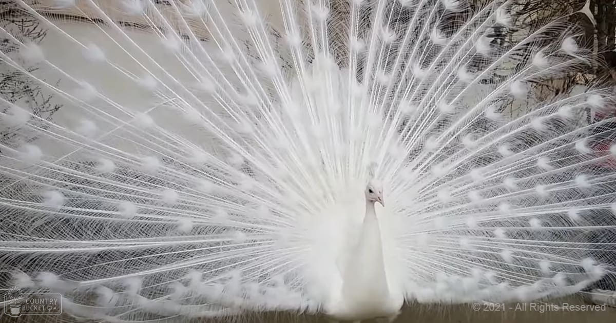 A white peacock with fully fanned-out tail feathers displays intricate patterns against a natural outdoor backdrop on a sunny day.