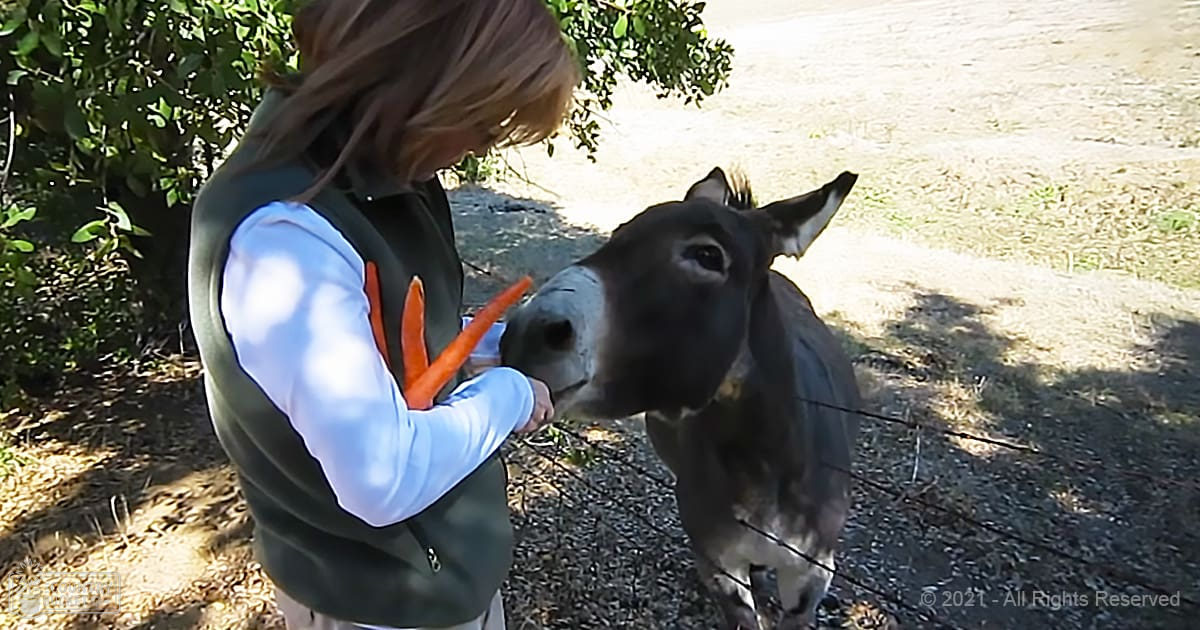 A young adult female in a dark green vest and white long-sleeve shirt with orange accents stands outdoors near a donkey, holding a carrot. The scene is set on a dirt path surrounded by trees with lush green foliage.