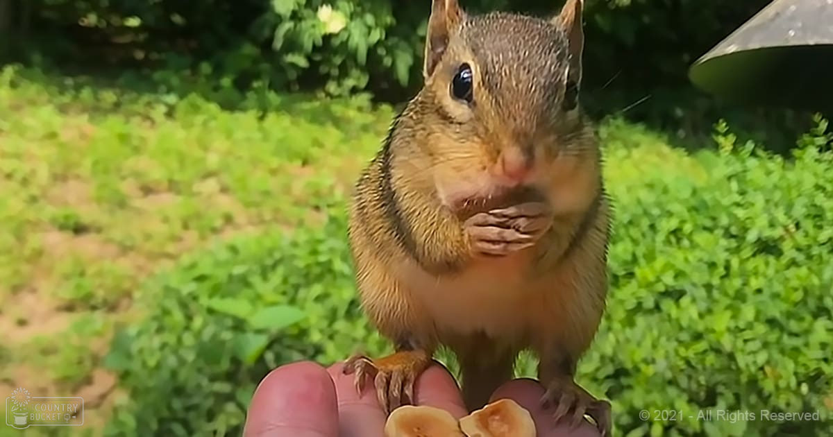 A chipmunk with brown fur and cheek pouches held in a natural outdoor setting with greenery and sunlight filtering through trees.