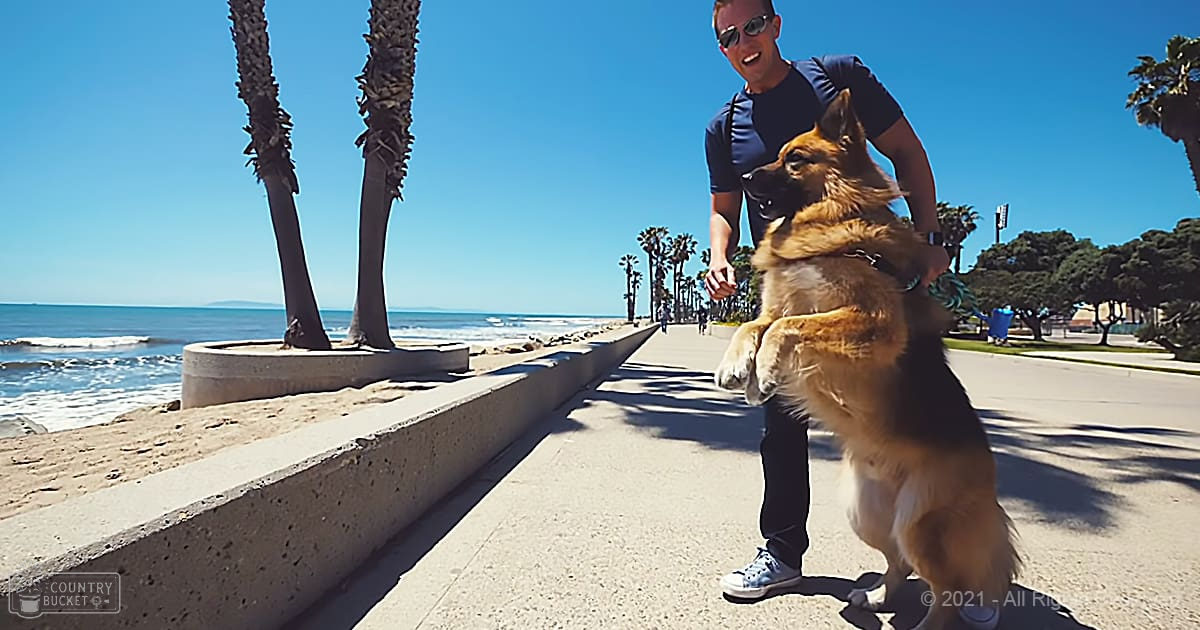 Adult male with German Shepherd dog at a beachside promenade, palm trees and clear blue skies in the background.