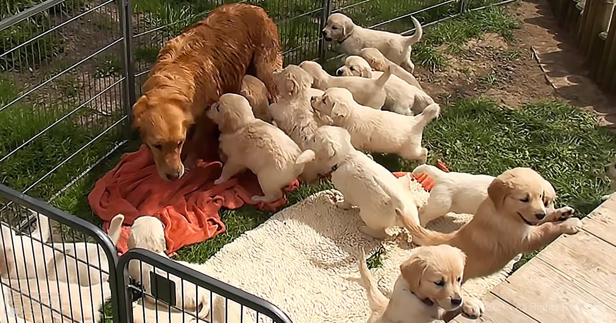 Golden retriever puppies nursing outdoors in a pen with red blanket and white mat on grassy ground, likely spring or summer day