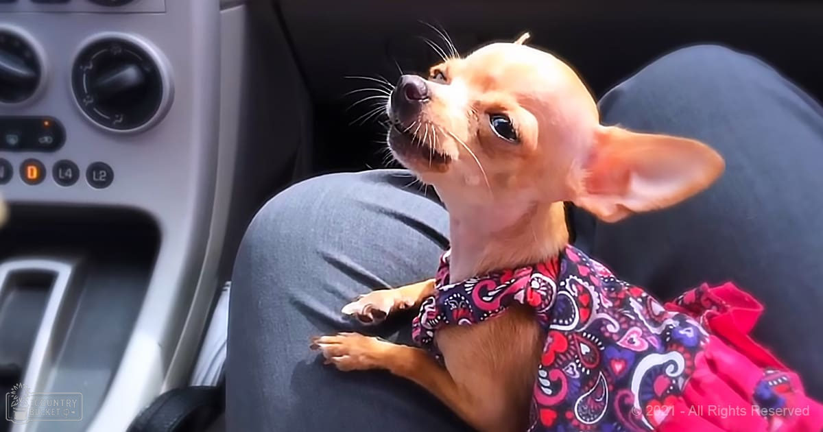 A Chihuahua wearing a patterned dress inside a car with natural daylight illuminating the scene.