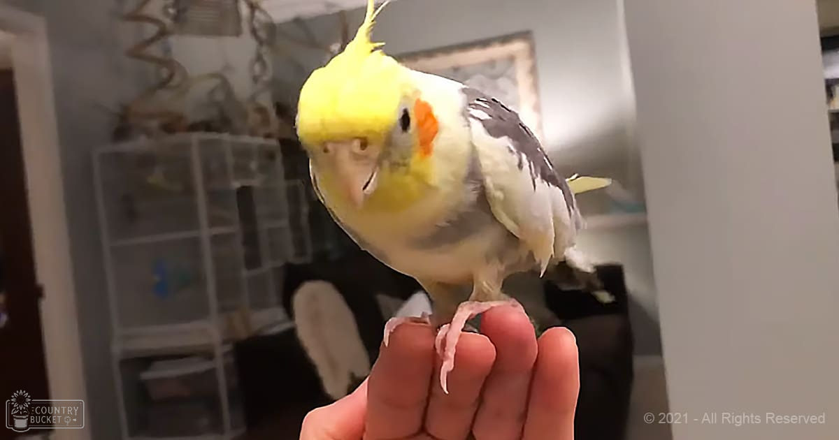 A cockatiel with yellow head, white body, black wing tips, and orange cheek spot in an indoor home setting during daytime.