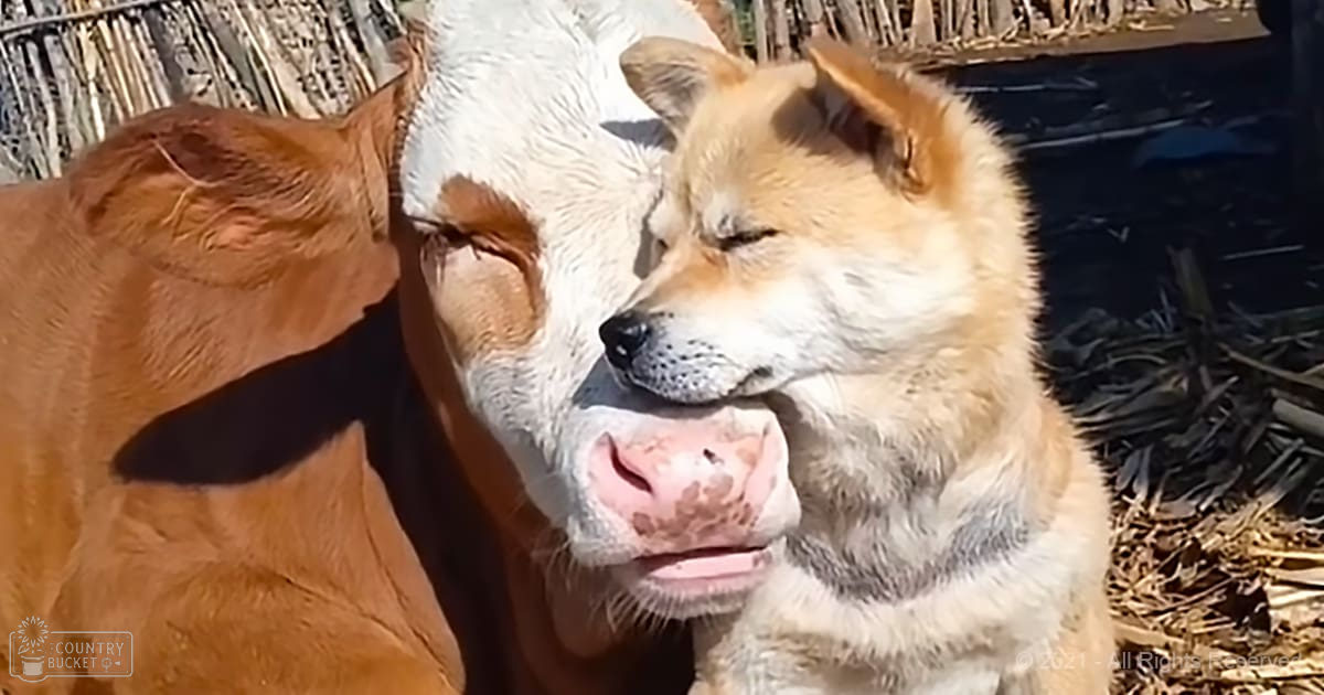 An adult Shiba Inu or similar breed with tan, white, and black fur in a rural farm setting during daytime.