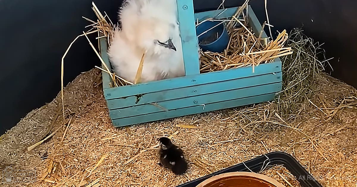 Two baby chicks inside a pet enclosure; one white with fluffy feathers in a blue wooden box filled with hay, another black and white standing on straw-covered ground.