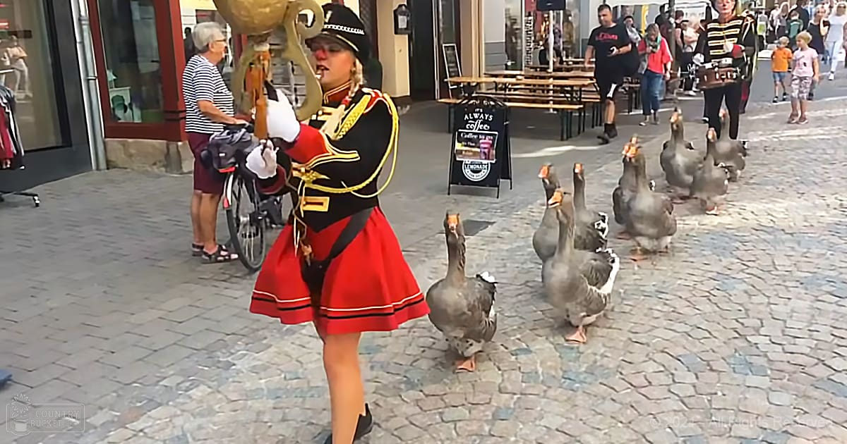Domestic geese with grey and white plumage walking in a cobblestone urban area during what appears to be daytime, under soft natural light; signs indicate "Always coffee"