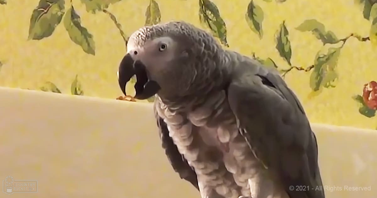 An African Grey Parrot perched indoors against a yellow leafy-patterned background, suggesting spring or summer.