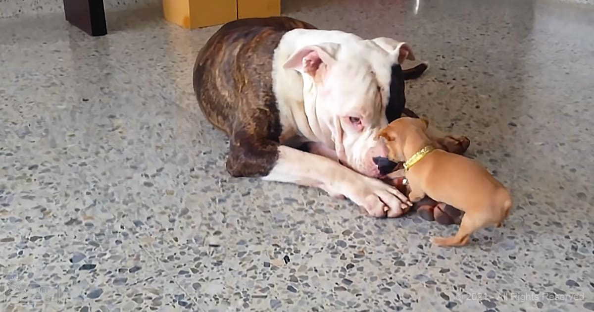 A large adult pit bull with white and brown fur alongside a small puppy wearing a gold collar in an indoor home setting, likely daytime.