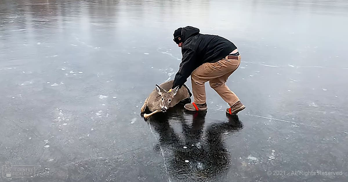An adult male helping a brown-furred white-tailed deer out of icy water on a frozen lake in winter with natural daylight.