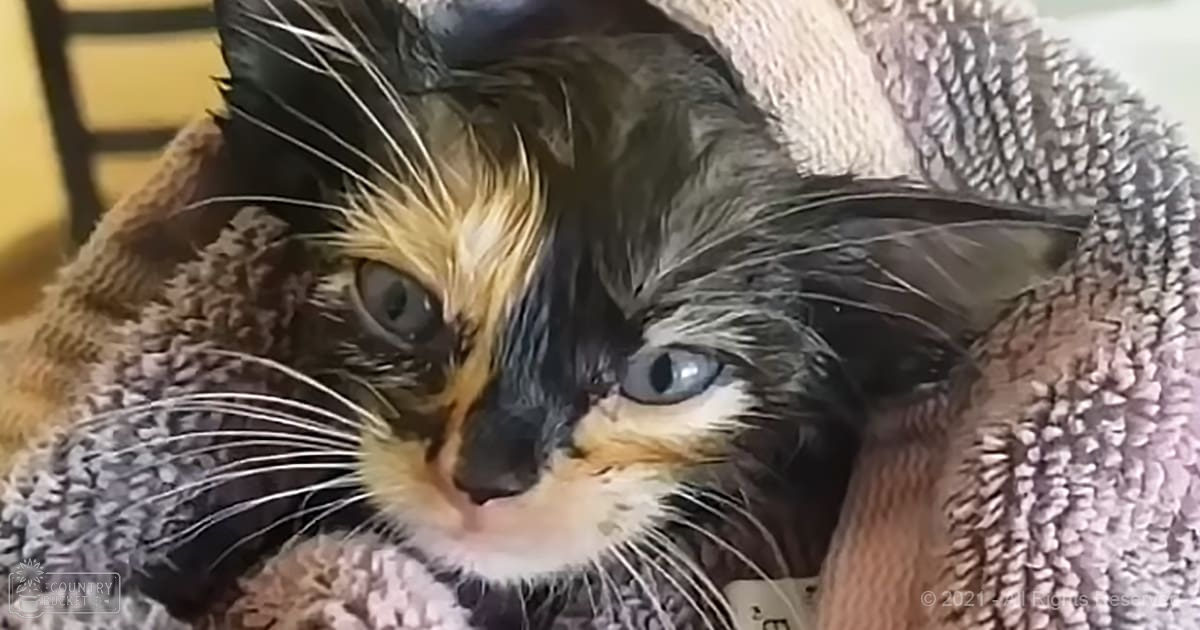 A calico cat with distinct markings of black, orange, and white fur indoors.