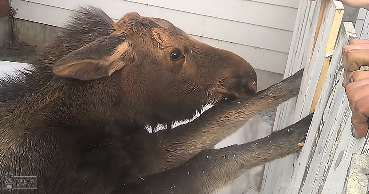 A moose calf with dark brown fur, large ears, and two adult hands reaching towards it in an indoor setting near a wooden structure.