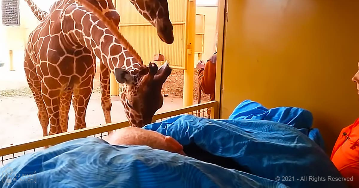 A giraffe interacts with a middle-aged adult male in an indoor zoo or animal enclosure, wearing a loose-fitting blue hospital gown. The setting includes artificial lighting and yellow walls.