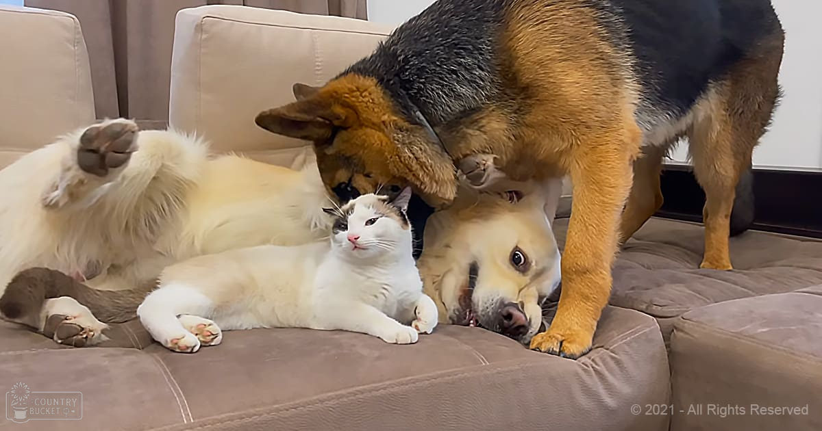 White cat with black and brown markings, golden retriever dog, German Shepherd on beige couch in a neutral-toned indoor setting.